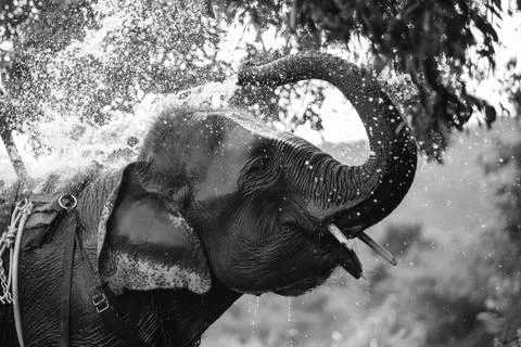 Elephant Stock Photos