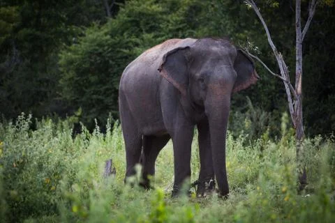 Elephant Stock Photos