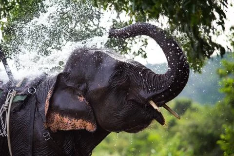 Elephant Stock Photos