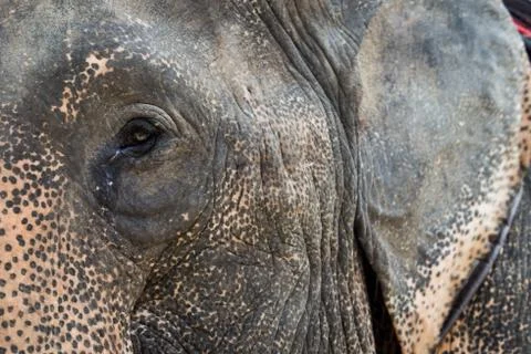 Elephant Stock Photos