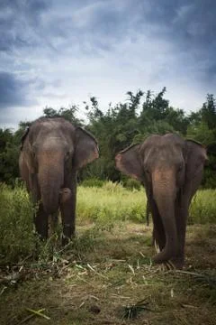 Elephant Stock Photos