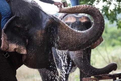 Elephant Stock Photos
