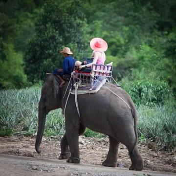 Elephant Stock Photos
