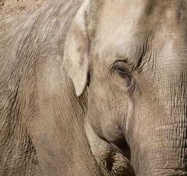 Elephant Stock Photos