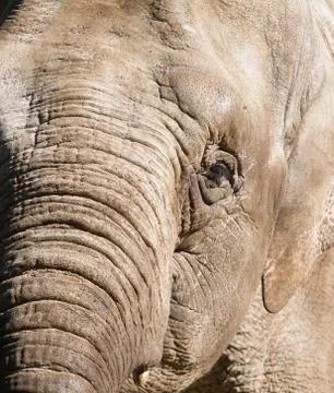 Elephant Stock Photos