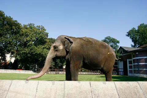 Elephant Stock-Fotos