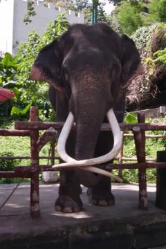 Elephant Stock Photos