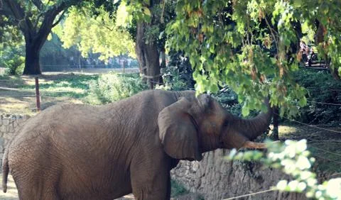 Elephant Stock Photos