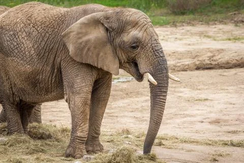 Elephant Stock Photos