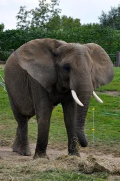 Elephant Fotos Stock