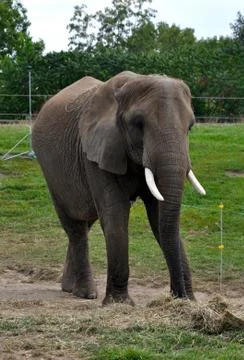 Elephant 写真素材