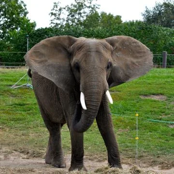 Elephant 写真素材