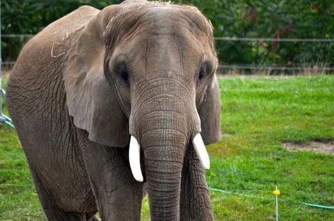 Elephant Fotos Stock