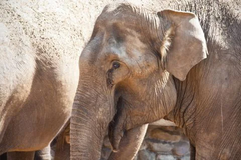 Elephant Stock Photos