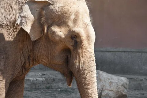 Elephant Stock Photos