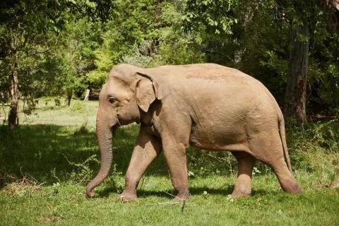 Elephant Stock Photos