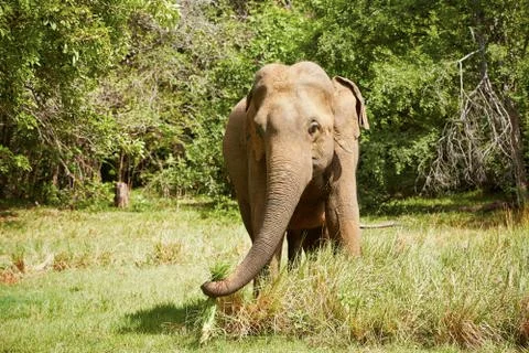 Elephant 스톡 사진