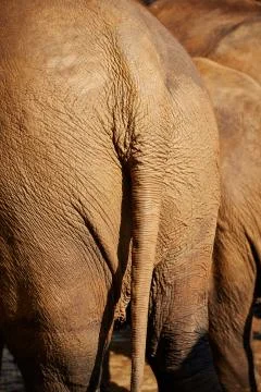 Elephant Stock-Fotos