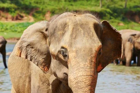 Elephant Stock-Fotos