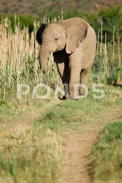 Elephant Stock Photos