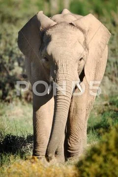 Elephant Stock Photos