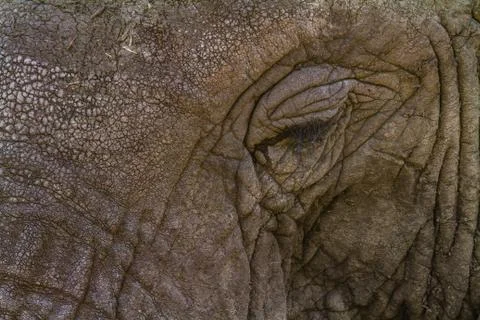 Elephant Stock Photos