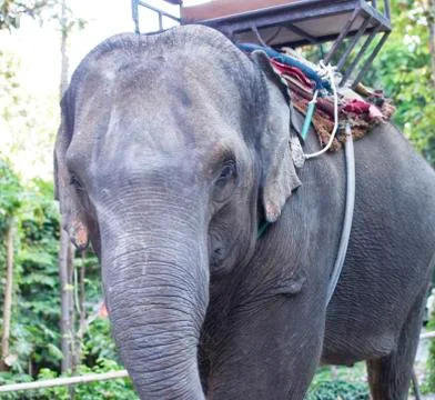 Elephant Stock Photos