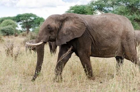 Elephant Stock Photos