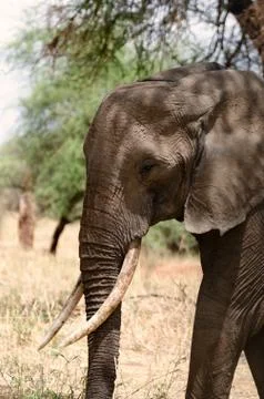 Elephant 스톡 사진