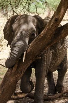 Elephant Stock Photos