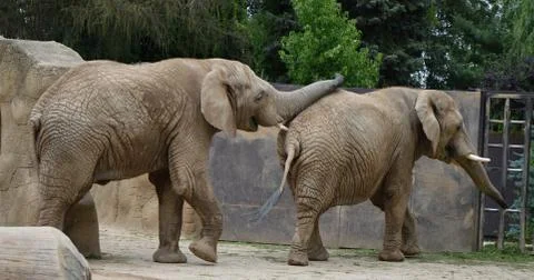 Elephant Stock Photos