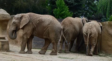 Elephant Stock Photos