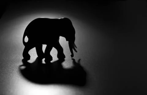 Elephant Stock Photos