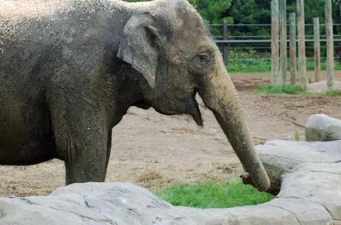 Elephant Stock Photos