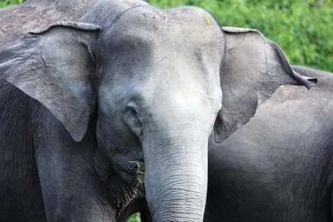 Elephant Fotos de archivo