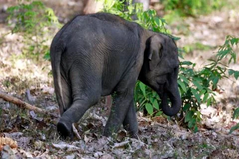 Elephant Fotos de archivo