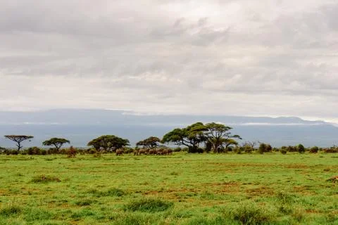Elephant Stock Photos