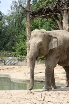 Elephant Stock Photos