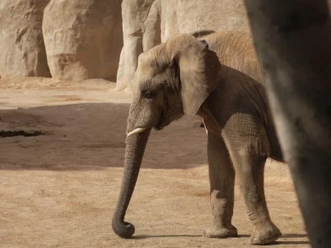 Elephant Stock Photos