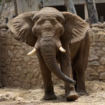 Elephant Stock Photos