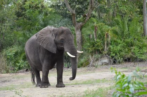 Elephant Stock Photos