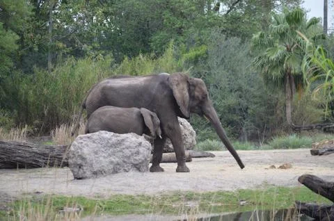 Elephant Stock Photos