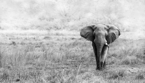 Elephant Stock Photos