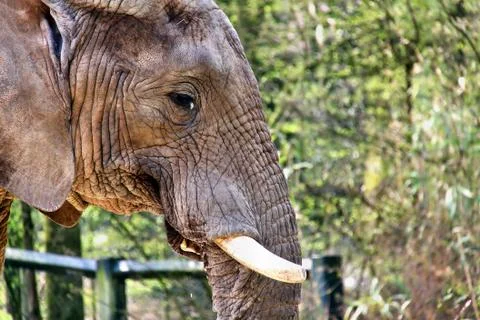 Elephant Stock Photos