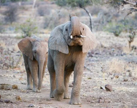 Elephant Stock Photos