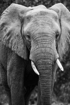 Elephant Stock Photos