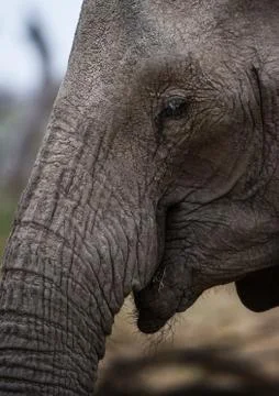 Elephant Stock Photos