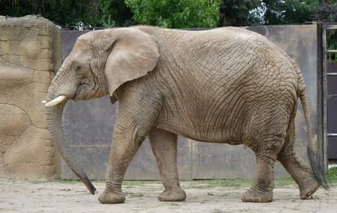 Elephant  Stock Photos