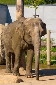 Elephant Stock Photos