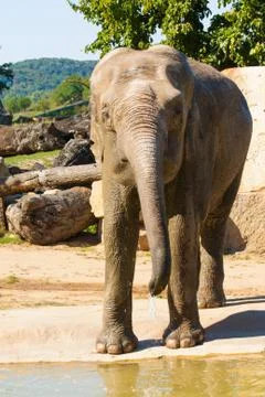 Elephant Stock Photos